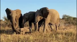 Elephant cows protect orphaned baby albino in South Africa