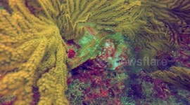 Mesmerized by the seahorses at Punta Vicente Roca, Isabella Island, Galapagos