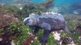 Marine Iguana eating algae at Fernandina Island, Galapagos Islands