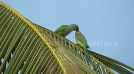 Two parrots were seen making love and cuddling with each other in Southern India