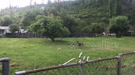 'Dog vs. Deer Out in the Wild (Funny)'