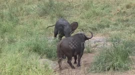 Elephant calf has adorable standoff with much larger buffalo in South Africa