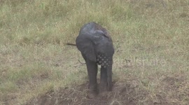 Kids will be kids – baby Elephant plays in the dirt with mother nearby