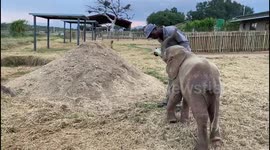 Orphaned albino elephant Khanyisa enjoying her milk bottle from her trusted carer, Herman