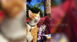 These are the adorable videos of a cute kitty ‘vibing’ in a hammock