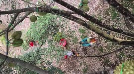 Vietnamese farmers harvest durians from high tree in special way