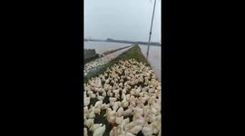 Vietnamese motorcyclist leads hundreds of ducks through streets back to farm