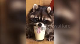 These hilarious clips of a domesticated raccoon drinking from a glass will crack you up