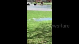 US: Cows Rescued After Washed Away By Floodwater In Tennessee