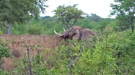 Wild elephants have found a way to quench their thirst by drinking from a man made dam