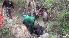 Pregnant buffalo rescued after falling into canal in Thailand