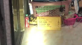 Thai man shocked after finding king cobra in living room