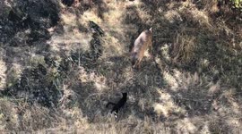 A male deer (buck) and our neighbors Cat are the best of friends