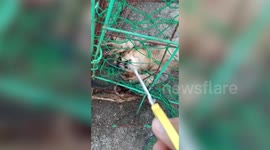 Resident rescues hungry stray kitten tangled in chicken coop net