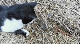 Play or eat it? The cat catches the mouse and plays with it and then eats it.