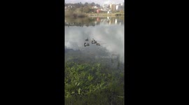 Patinhos bravos do rio e a nova vida da natureza que recupera de tantos anos do atropelo humano!