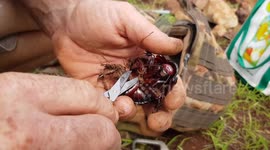 Aussies rescue world's heaviest cockroach entangled in grass and roots