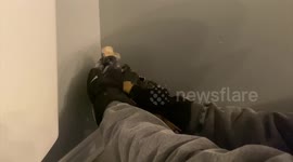 Starling freed from behind Toronto bathroom wall by patient rescuer