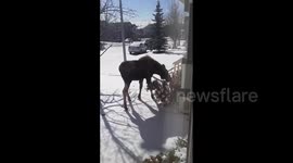 Canadian moose casually invades Calgary abode and starts grazing