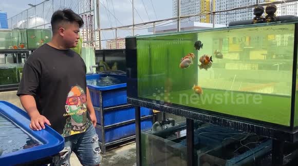 Vietnamese farm sells 'bear-faced' goldfish for up to $1,300 each