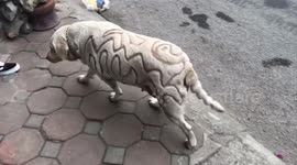 Dog's hair cut is unique, yet head-scratching