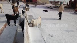 Goats Enjoy Scratching Session,Baby Goats follows