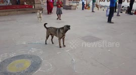 Group of dogs interrupt street prayer session in India with their howling