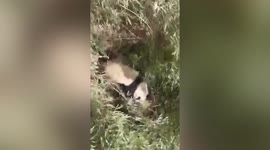 Rare footage of two male pandas battling it out for a mate in north China
