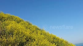 Blue skies return to Busan as spring sets in
