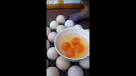 The chickens that lay eggs have double yolks in Vietnam