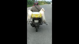 Vietnamese motorcyclist spotted riding with dogs balancing precariously on bike