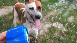 'Energetic Dog Having a Blast Playing with the Bubble Machine'
