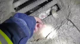 Firefighters rescue cat trapped in sewer in northern China
