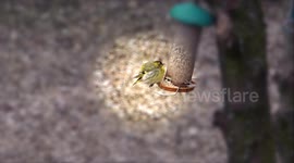 A Greenfinch attacking a little bird perched on a bird-feeder causing it to hang upside down.