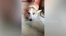 Corgi dog enjoys head massage so much it almost falls asleep