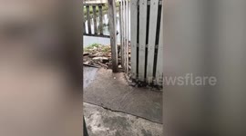 Wild monitor lizards wrestle on riverbank in Thailand