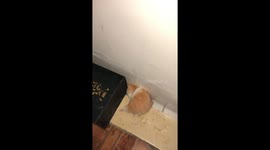My hamster Siri trying to escape during her floor time
