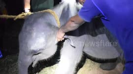 Sri Lankan wildlife officials rescue elephant calf found with gunshot wounds