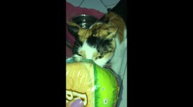 My cat stealing bread from me while growling and whining