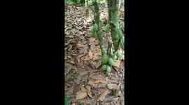 Cocoa Farming In Ghana