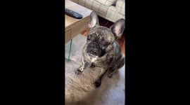 Wilson’s teeth getting stuck on his lips makes for a very cute doggo