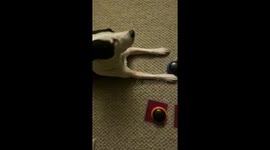 Treat! Greedy genius dog uses verbal communication buttons to demand treats from amused owner