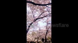 Cherry blossoms are in full bloom across Japan