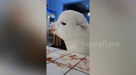 This alpaca loves nothing more than devouring chilli powder