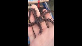 Man in Madagascar films as 'creepy' brittle star crawls over his hand