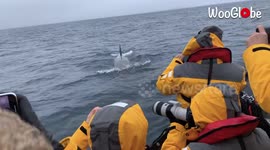 Orca delights tourists in Antarctica by swimming directly underneath their raft