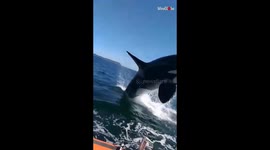 Orca soaks tourists by breaching in close proximity of boat in Chile canal