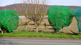 Housing developers are slammed after setting 'death traps' for birds by covering trees and bushes with green plastic netting to stop them nesting