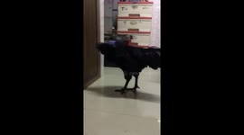 Rooster appears confused by home's solid floor in Vietnam