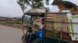 Dog stands balanced? Dog was discovered when calmly standing on the roof of a tricycle running to watch the street